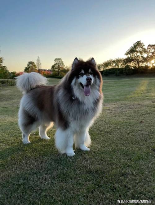 阿拉斯加幼犬的品相该怎么看?