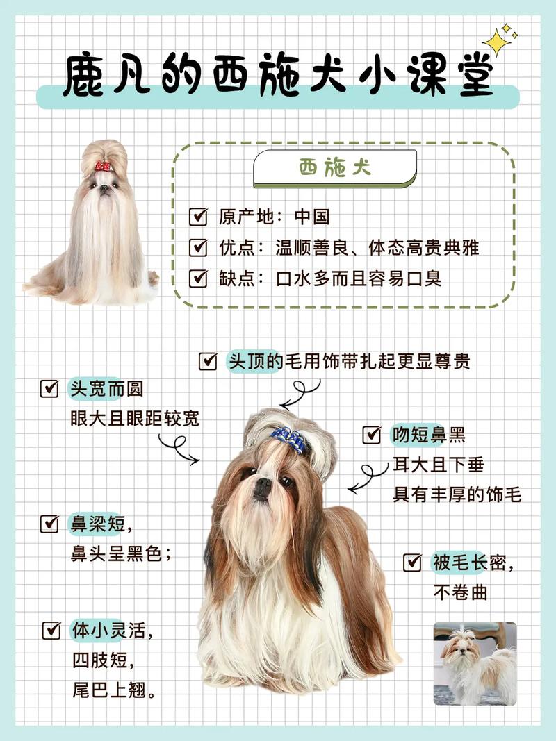 哈尔滨西施犬费用
是多少