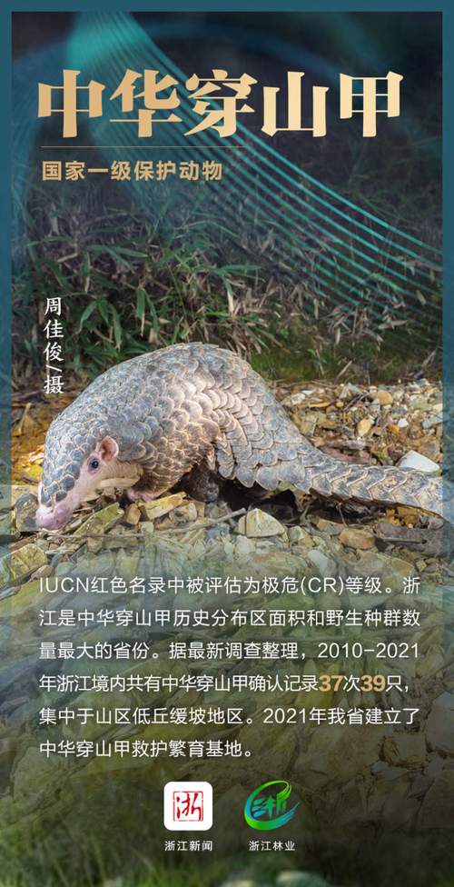 灰背伯劳的介绍