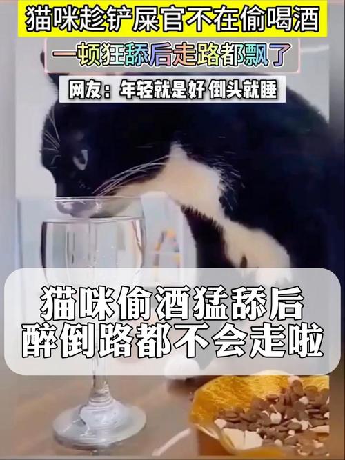 猫咪偷偷喝了一点酒,对身体会有什么影响?