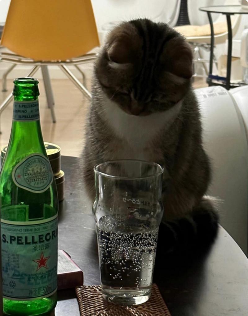猫咪能喝一点白酒可以吗