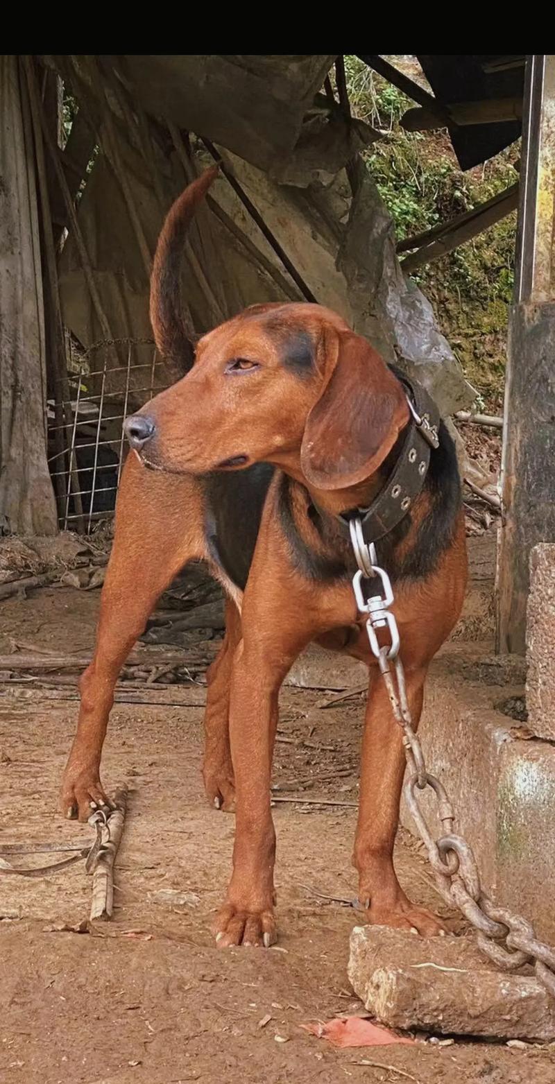 巴尔干猎犬简介