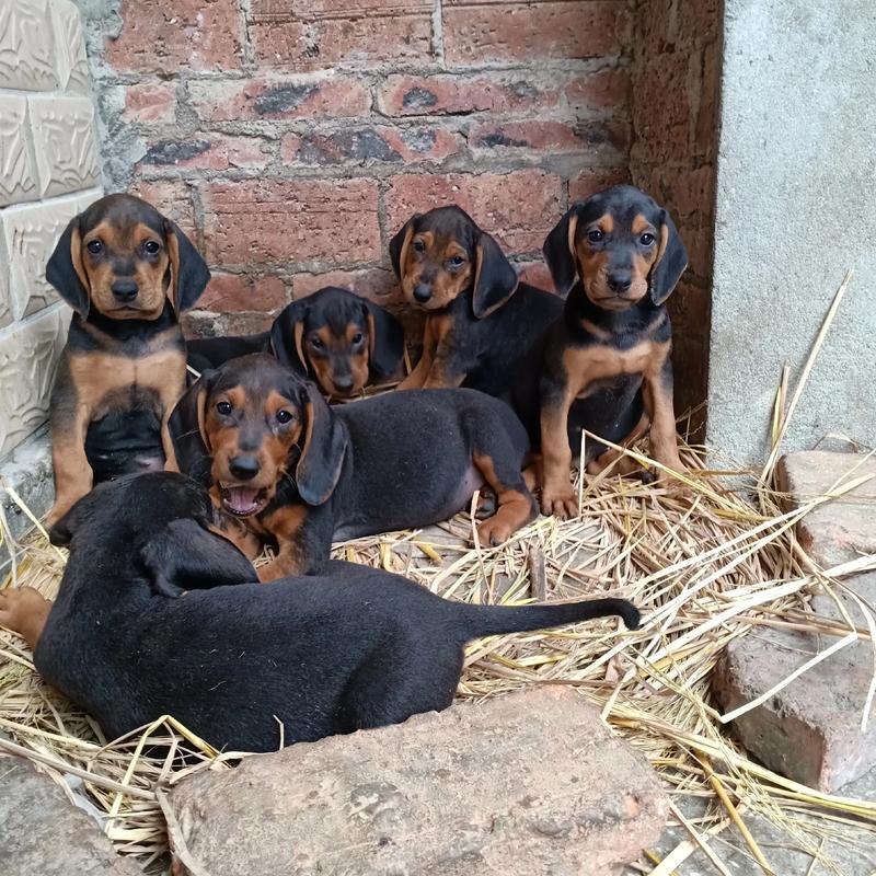 巴尔干猎犬和三色区别