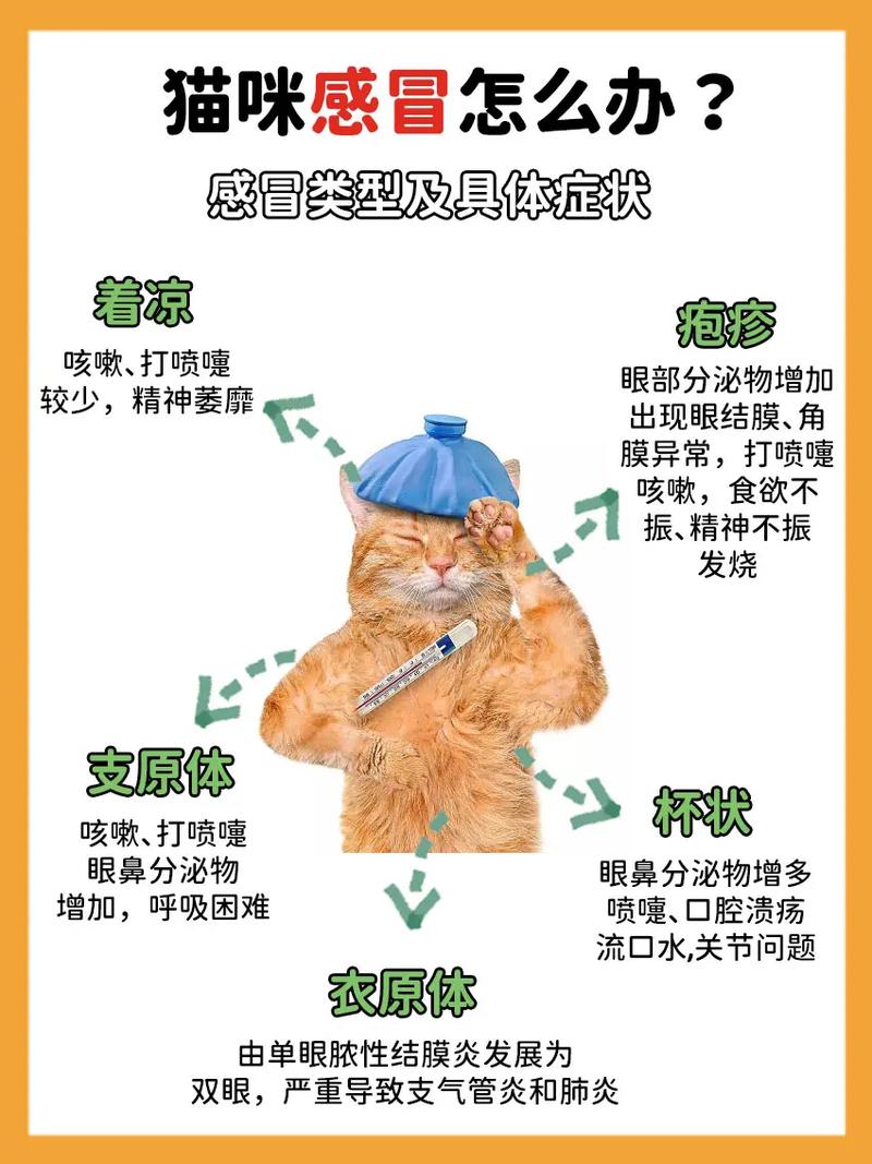 猫咪着凉感冒吃什么药，猫咪受凉感冒