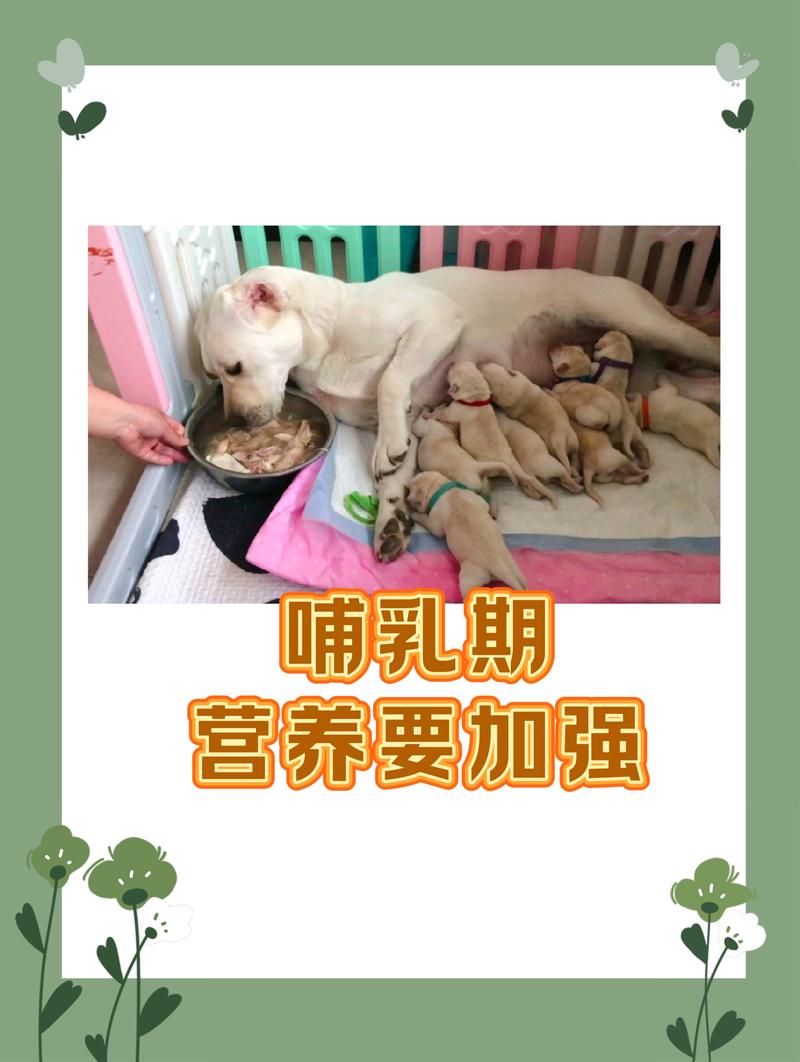 狗狗可以吃鸽子下奶吗?