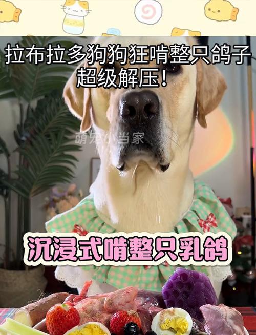 狗能不能吃鸽子肉