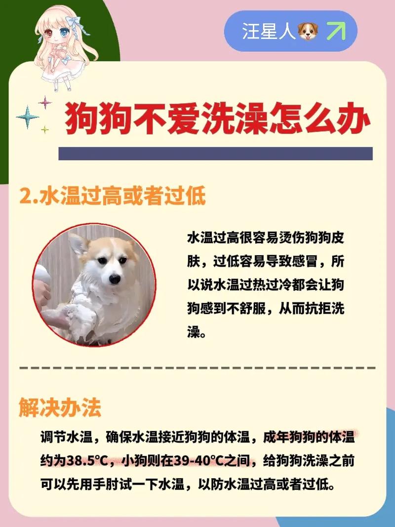 狗狗不爱洗澡怎么办?