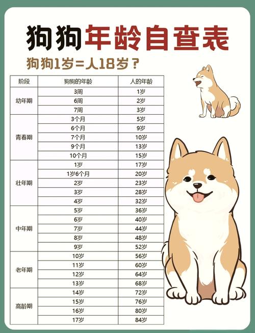狗一岁等于人的多少岁?