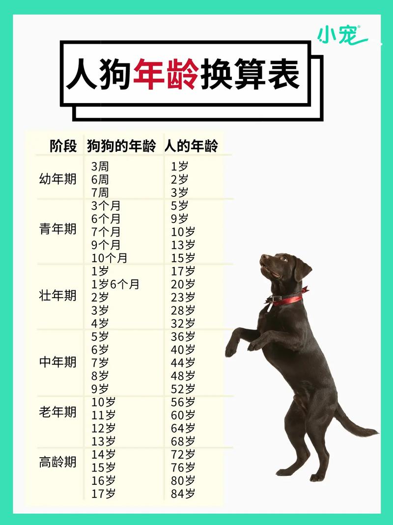 狗的年龄是人的年龄几岁