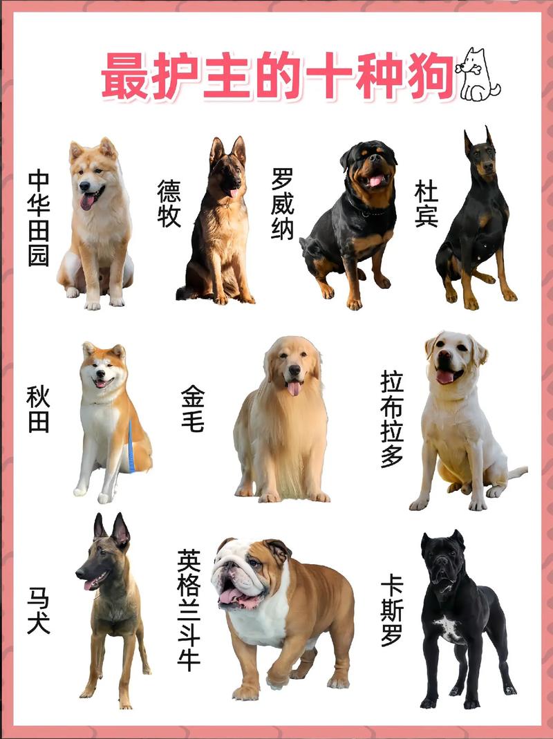 10大最聪明小型犬