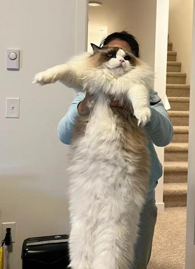 猫咪多大算成年猫，小猫几个月成年