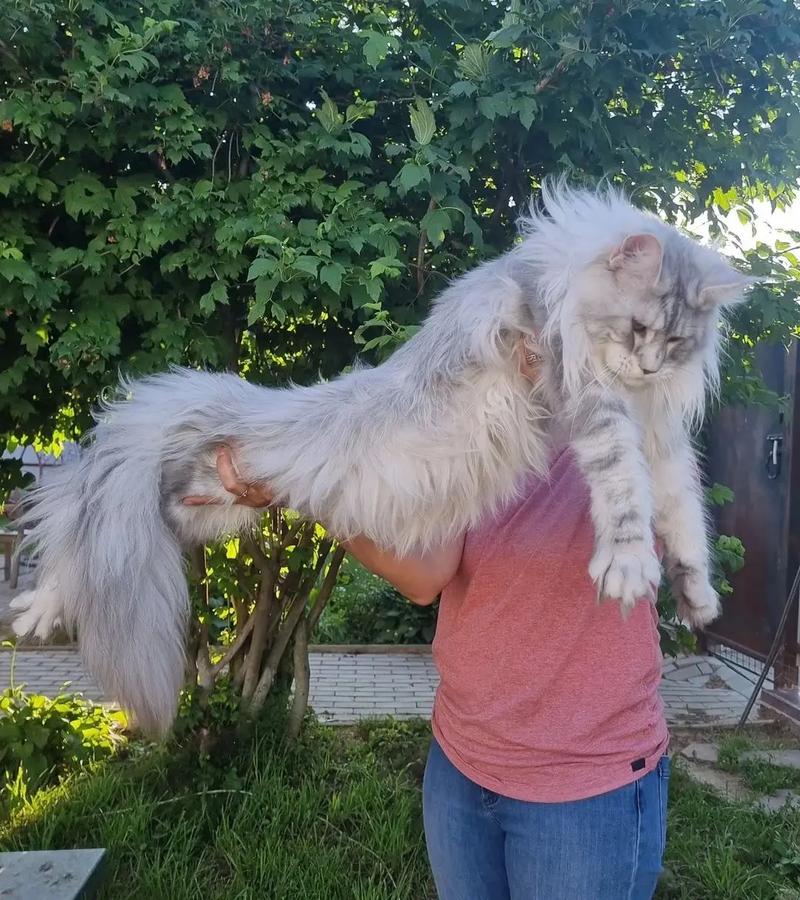小猫长到多大算是成年,发情期呢?