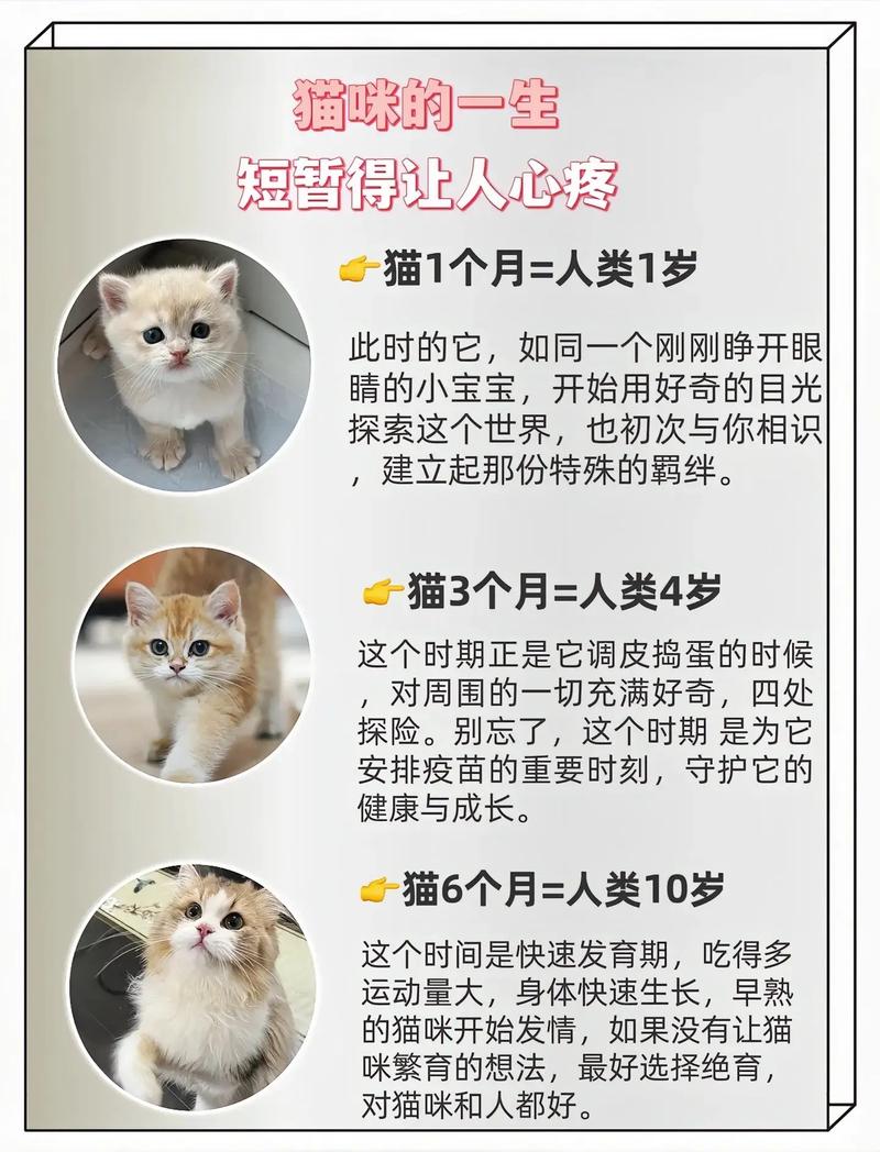 猫多大才算成猫呢?