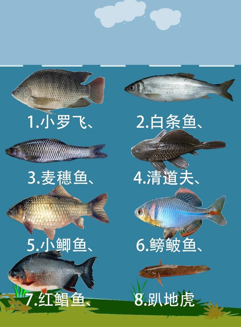 南京的常见的小杂鱼是什么鱼南京的常见的小杂鱼都是些什么鱼