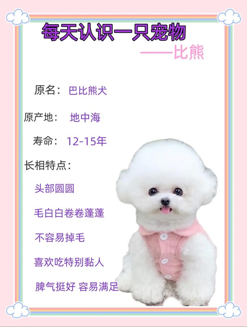 巴比熊犬的介绍