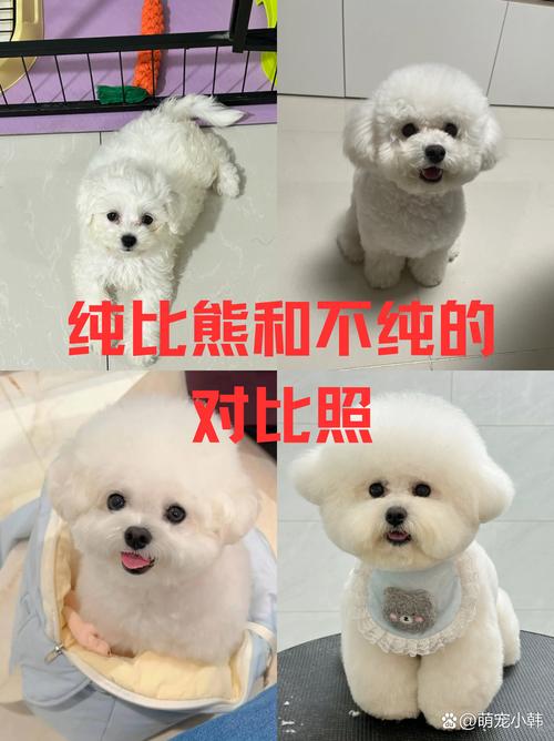 比熊犬是什么犬种