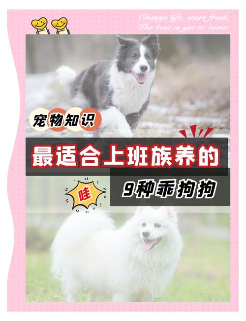 上班族养什么狗最省心