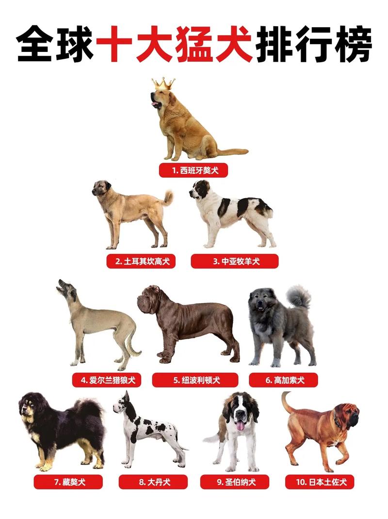 世界上最大的狗排名