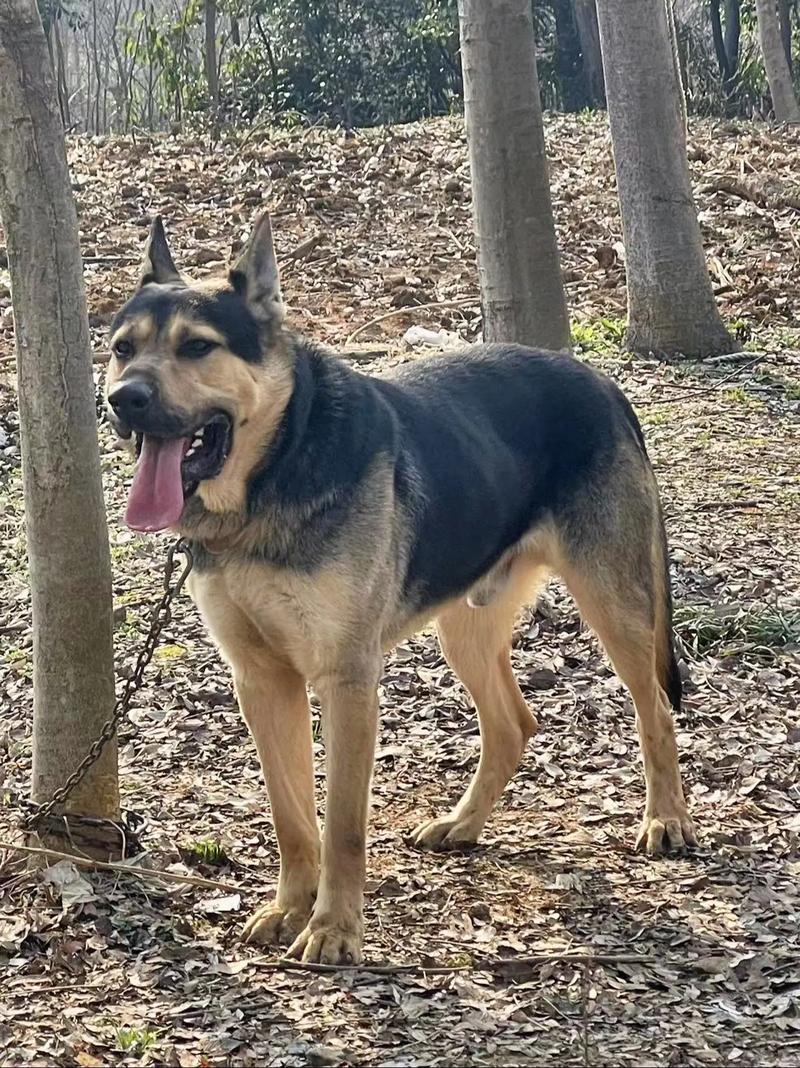 一百多斤重的犬有那几种类型