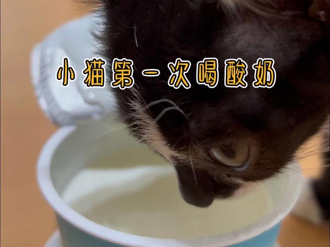 猫咪可以喝酸奶吗
