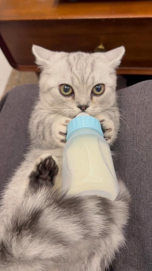 猫咪可以吃酸奶不