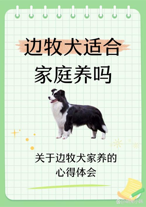 边牧好养吗