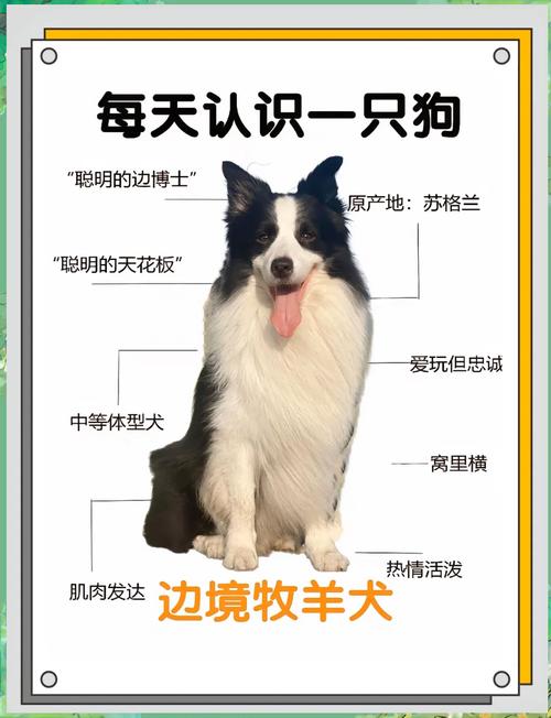 几个月的边牧好养