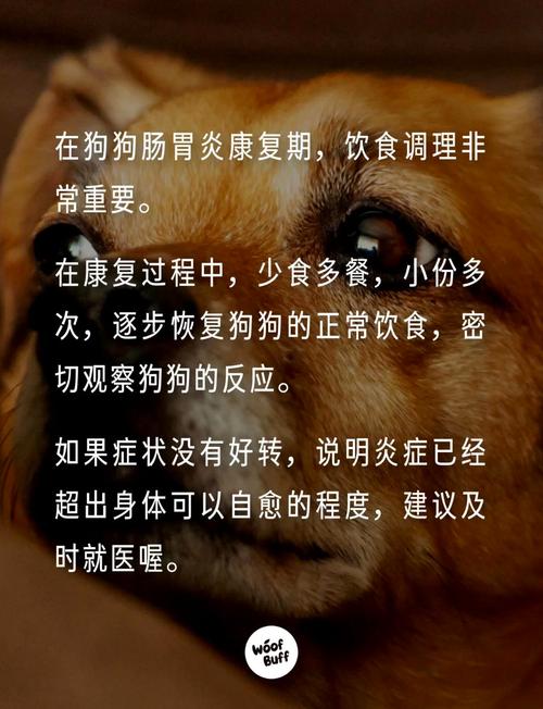 狗狗拉肚子吃什么