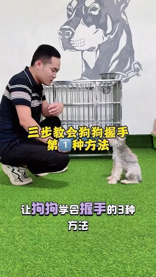 怎样教狗狗握手，怎样教狗狗握手视频教程？