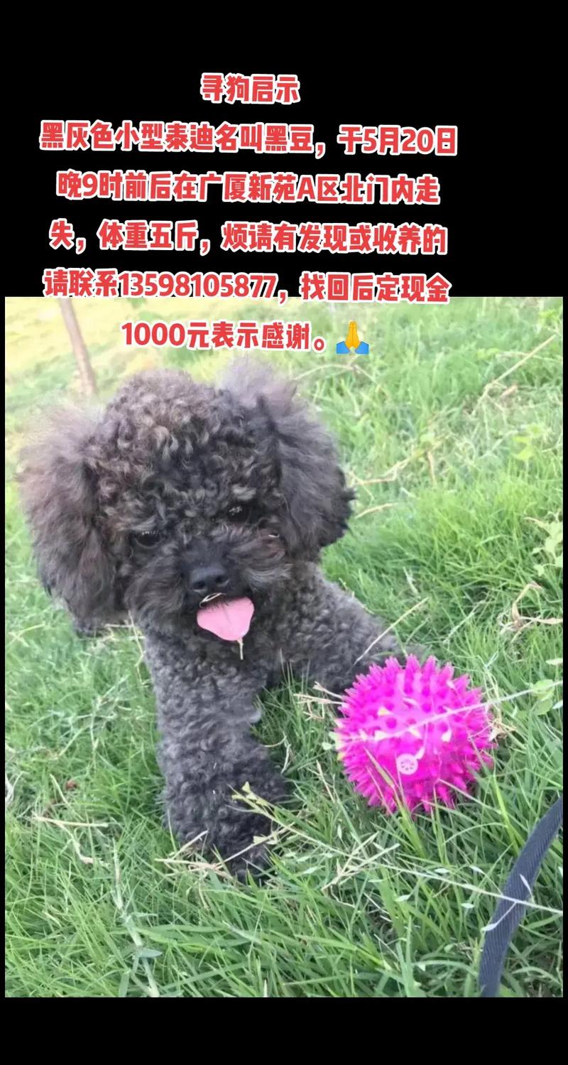 狗狗可以吃黑豆吗，小狗可不可以吃黑豆