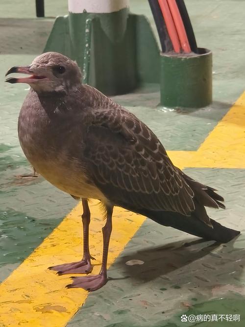 八哥犬买什么颜色好