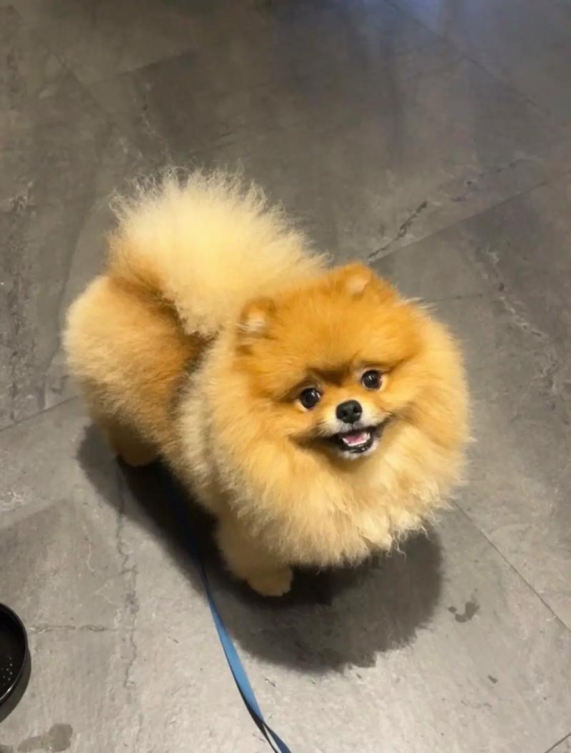 白博美贵还是黄博美贵