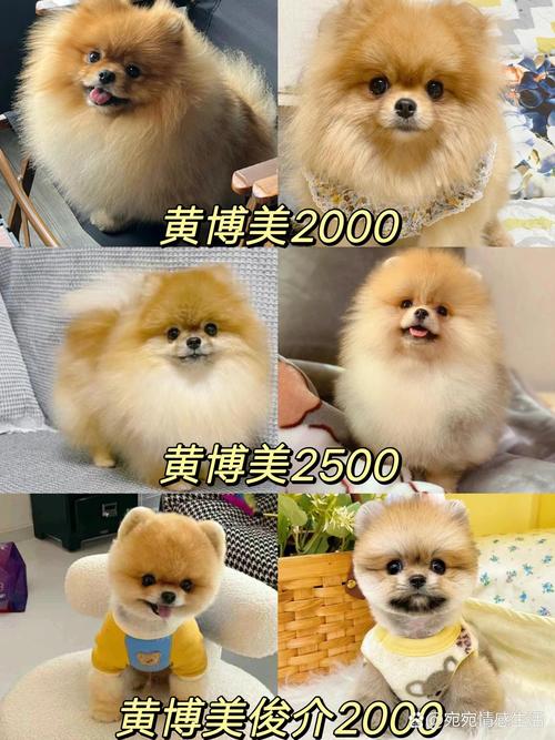 博美是黄的好还是白的好,哪个买的人多?哪个更可爱(好的加分)