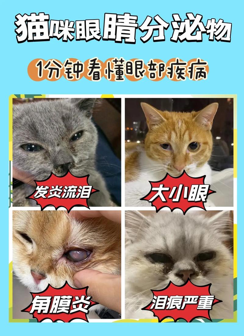 猫咪眼睛睁不开怎么回事