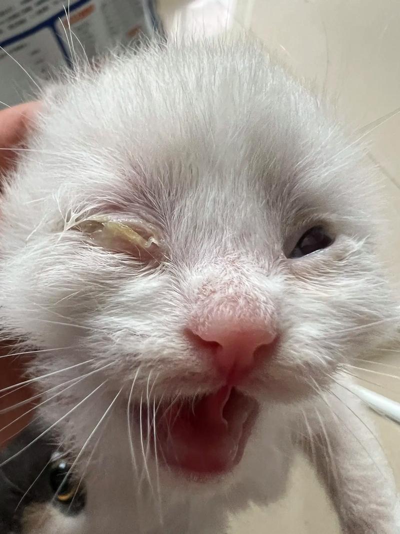小猫一个月了眼睛还是有一个睁不开是有什么病吗?