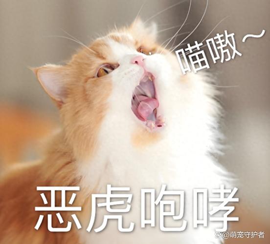 猫咪讨厌你的表现