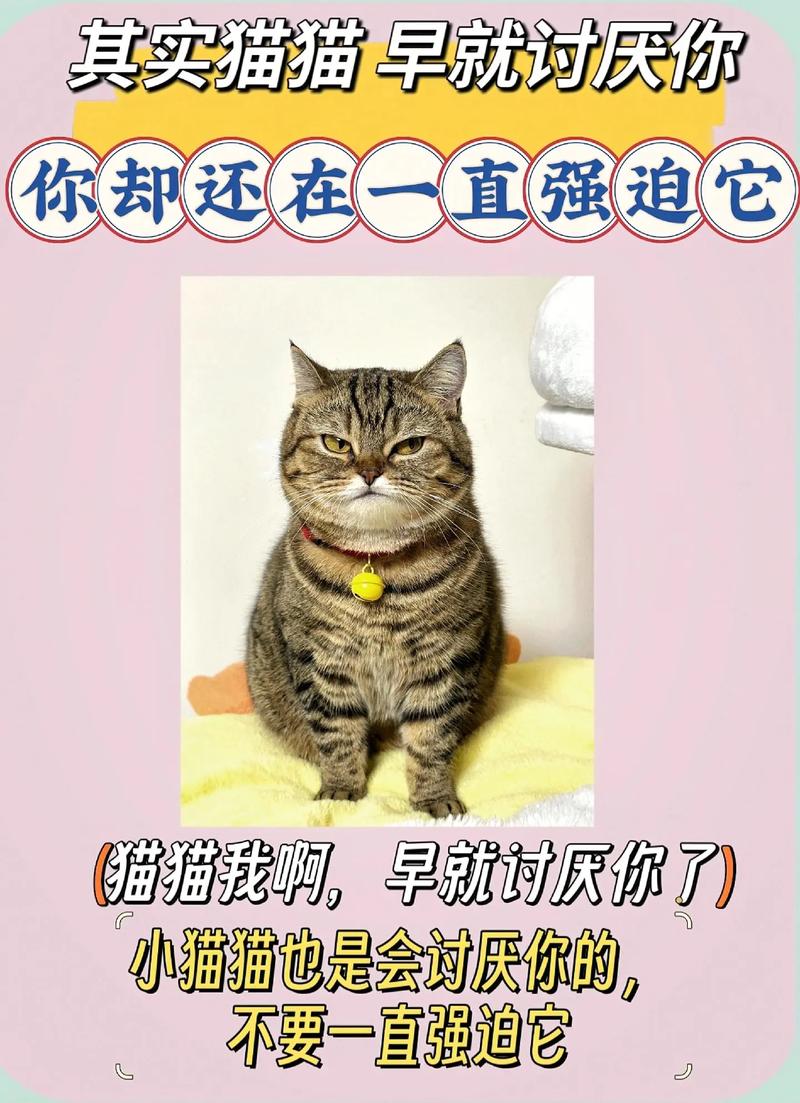猫咪讨厌你的8种表现,你遇到过几种?