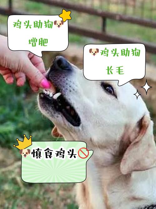 一天给狗吃几个鸡头