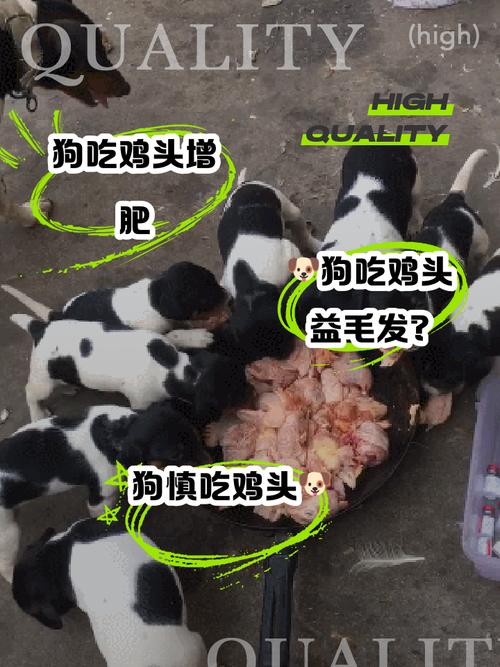 为什么狗狗不能吃鸡头