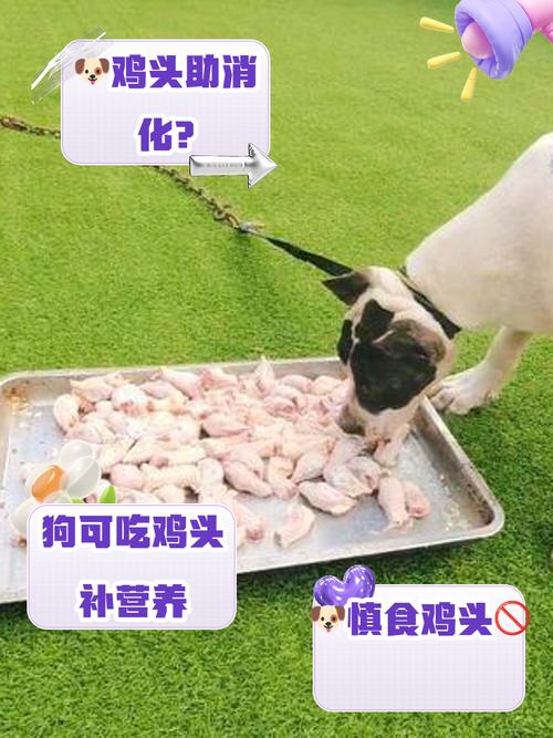 狗狗喂生鸡头会怎么样?