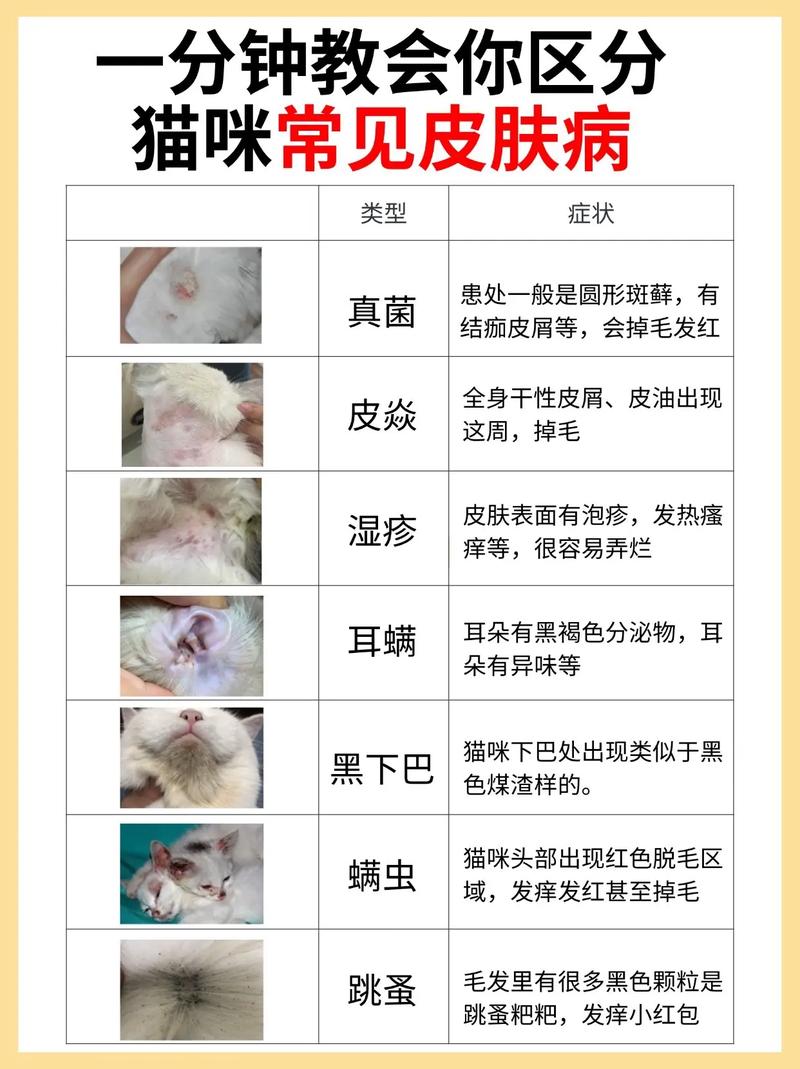 猫咪耳朵上得皮肤病了,如图,请问怎么办呢?
