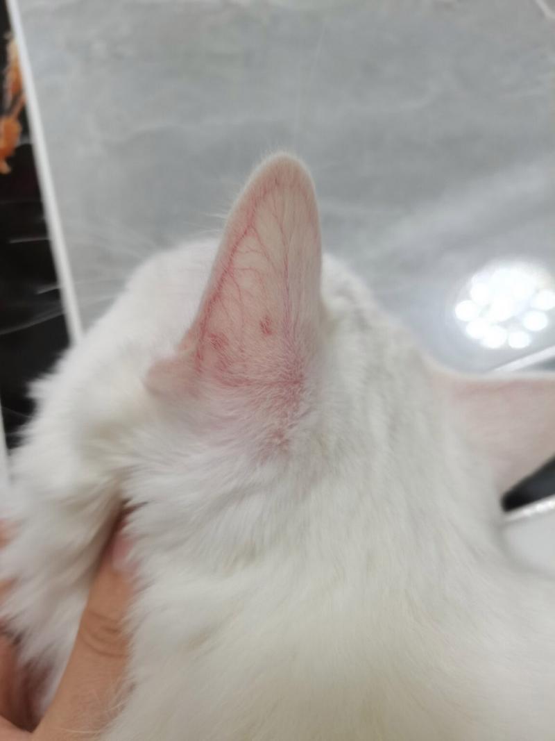 猫咪得了皮肤病怎么办