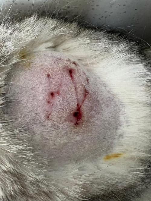 猫打架受伤了怎么办