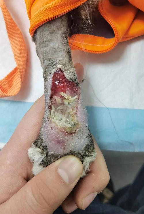 猫咪之间打架受伤该怎么处理?