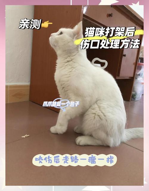 ...家猫咪跟别人家的大猫打架眼睛和爪子受伤了怎么办!!!猫咪才3个月...