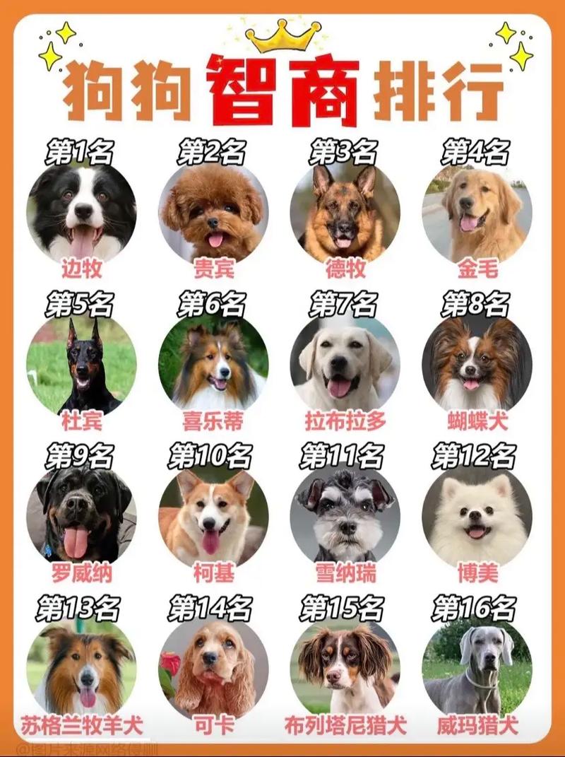世界名犬排名前100图及名称