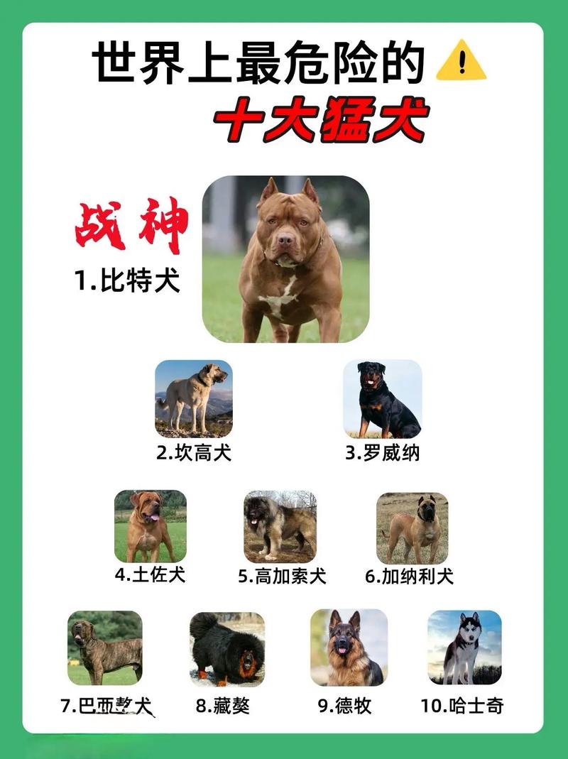 100多种名犬排名
图片