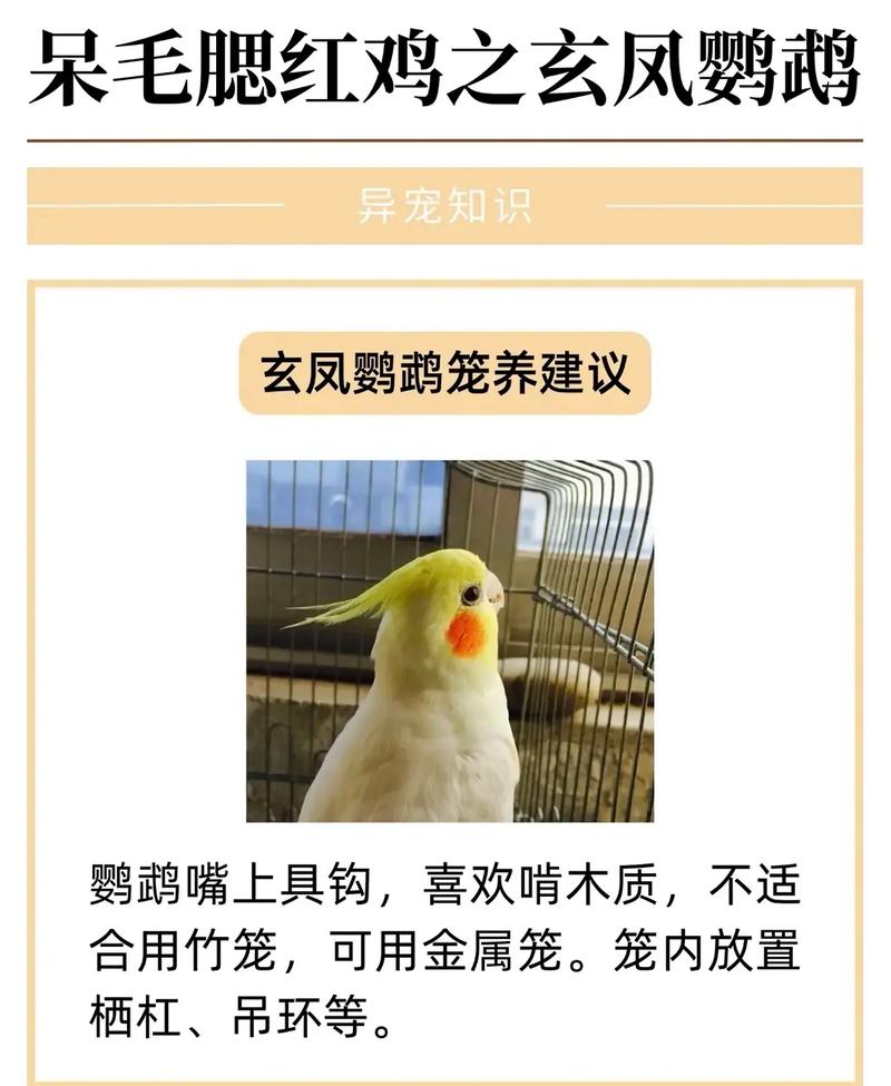 玄凤鹦鹉有哪些特征呢?养它需要注意什么呢?