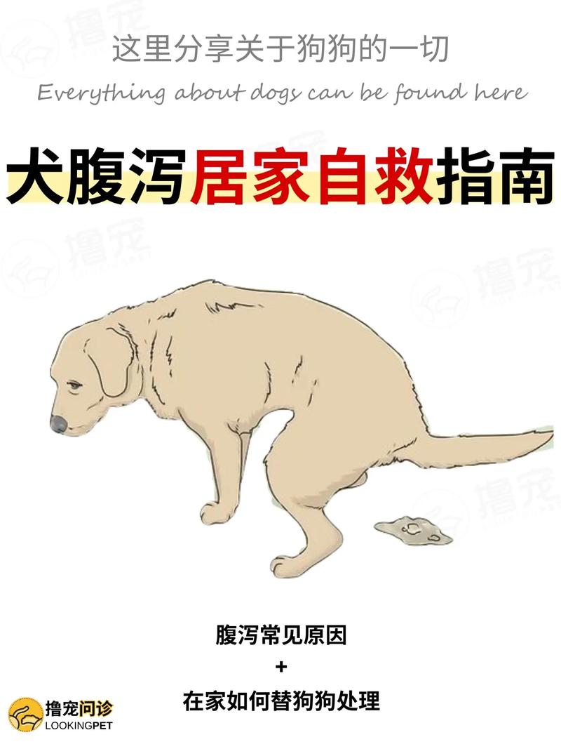 狗狗吃多了拉稀怎么办