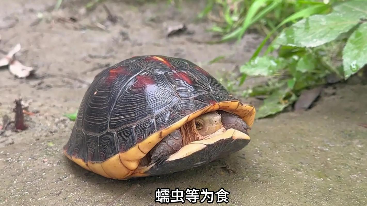 黄缘闭壳龟的外貌特征有哪些?